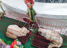 《瘋狂動物城·萌寵嘉年華》